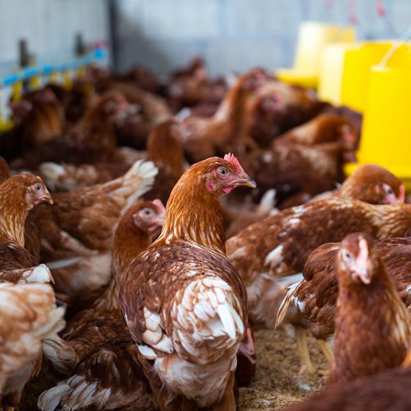 Country Chicken - Medium (1.5 kg to 2 kg)