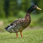 Farm Ducks – Naturally Grown - 750 gms to 1.5 kg