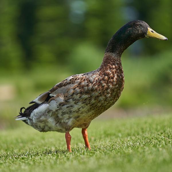 Farm Ducks – Naturally Grown - 750 gms to 1.5 kg