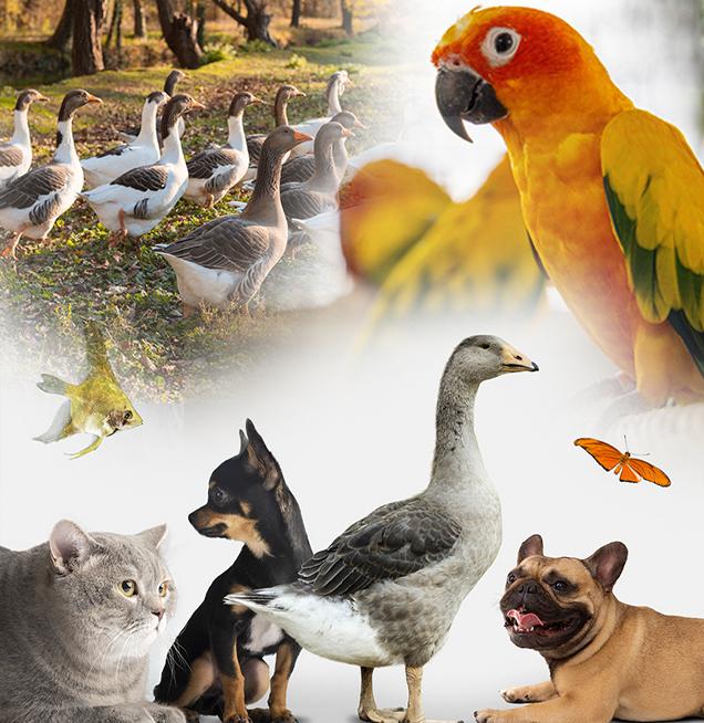 Domestic Pets