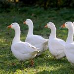 Indian Goose – Calm & Hardy Companion - One Pair