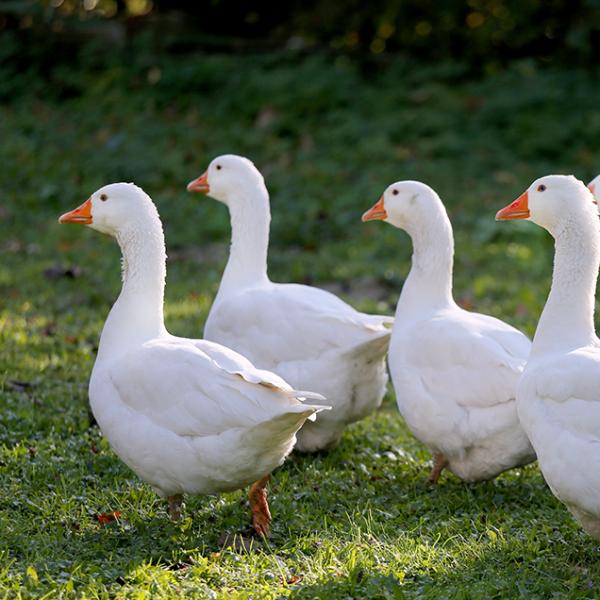 Indian Goose – Calm & Hardy Companion - One Pair