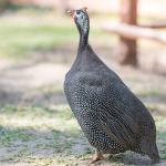 Guinea Fowl
