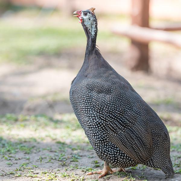 Guinea Fowl
