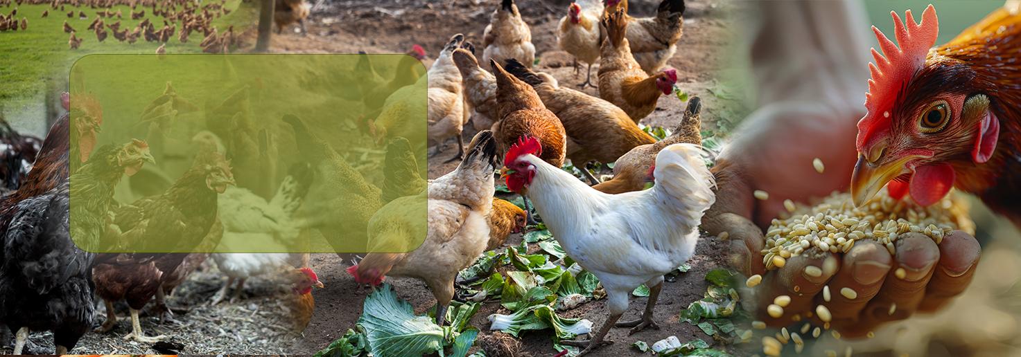 Free Range Poultry, Naturally Raised