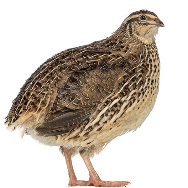 Kadai (Quail) - 1 No.
