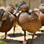 Manila Goose – Premium Ornamental Breed