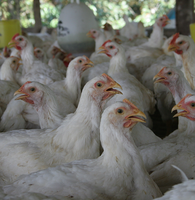 Poultry