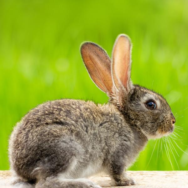 Farm-Raised Rabbits - Large