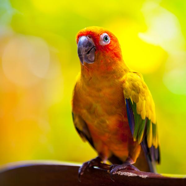 Sun Conure – Vibrant, Social, and Smart