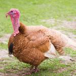 Turkey - Farm-Raised  – Medium - 2 kg to 3 kg
